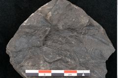 Foto (Detailansicht) von Taeniopteris pseudosimplex Ettingshausen (NHMW-GEO-2024-0188-10295)